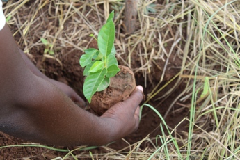 11_45_34_260_06_treeplanting_ghana_copia_